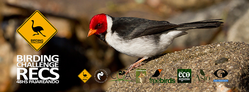 Competencia de avistaje y detección de aves en la RECS