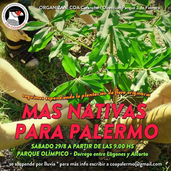 Coa Carancho Nativas