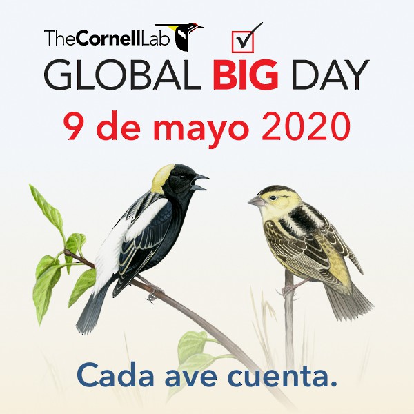 Global Big Day
