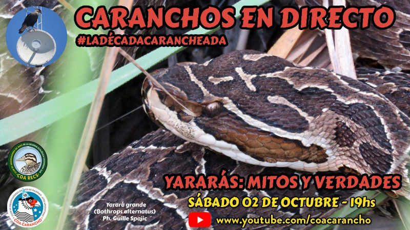 Yararás: mitos y verdades