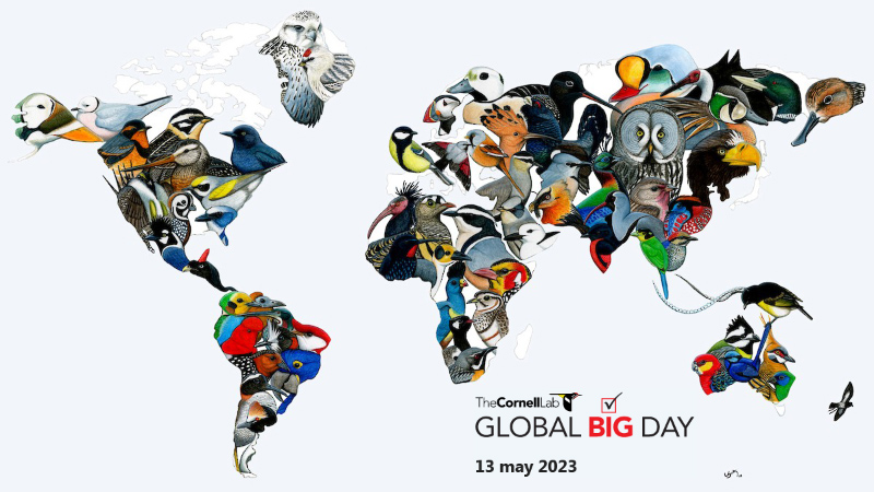 Big day ebird - 13/may/2023