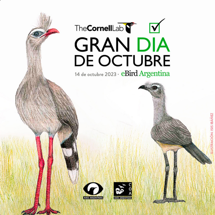 Gran día de avistaje de aves
