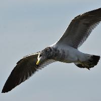 Gaviota cangrejera