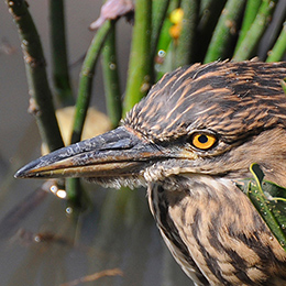 Foto de Blanca Jara Maza - Especie: Garza bruja