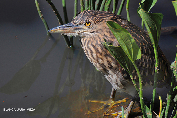 Foto de Blanca Jara Maza - Especie: Garza bruja