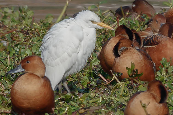 Foto de Ricardo Rap - Especie: Garcita bueyera