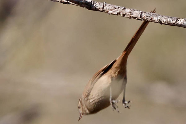 Foto de Ricardo Rap - Especie: Canastero coludo