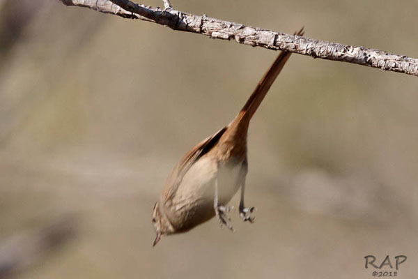 Foto de Ricardo Rap - Especie: Canastero coludo