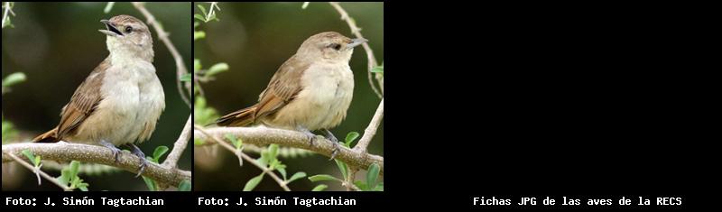 Fichas JPG de las aves de la RECS