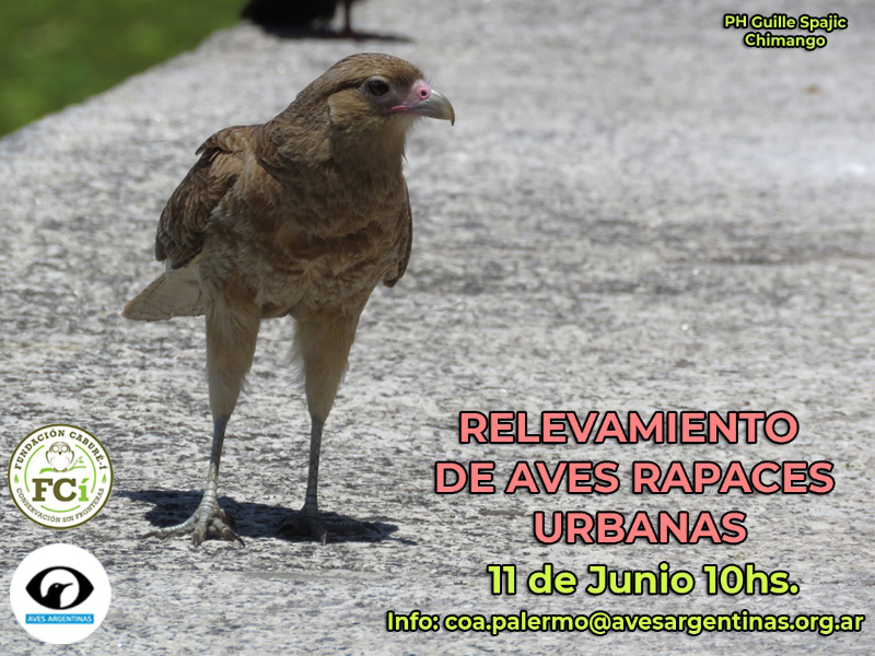 Relevamiento de rapaces del 11 de junio de 2023
